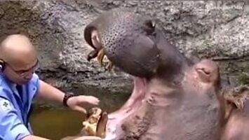 Dentysta hipopotama