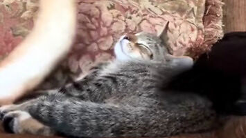 Kot zażywa relaksujacej drzemki