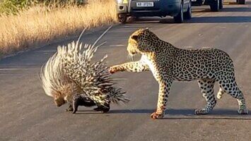 Leopard próbuje wszamać jeżozwierza z przewidywalnym rezultatem