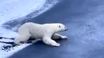 Niedźwiedź polarny pokazuje, jak przemieszczać się po cienkim lodzie