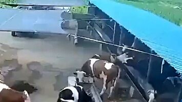 Krowy też robią sobie pranki