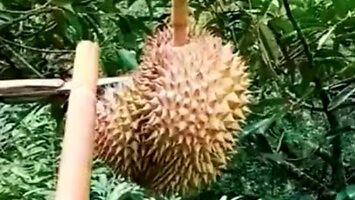 Jak się zbiera owoce durian?