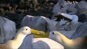 Albatrosy łączą się w pary na całe życie