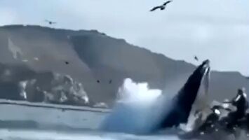 Wieloryb przez przypadek na chwilę połyka kajakarzy