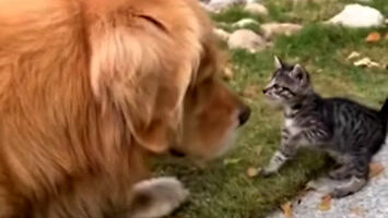 Wielki pies atakuje małego kotka...