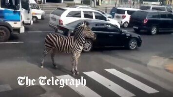 Zebra uciekła z zoo