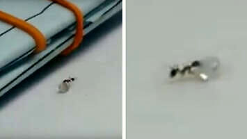 Mrówka próbuje ukraść diament