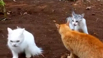 Koty kłócą się po kociemu