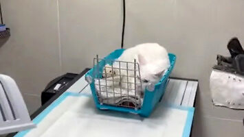 Zestresowany koteł u weterynarza nie chce połknąć tabletki