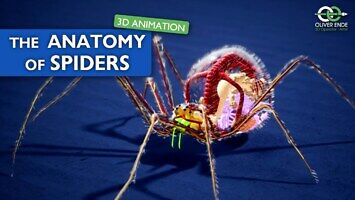 Anatomia pająka
