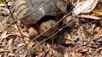 Kiedy spotkasz spragnionego żółwika
