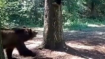 Kiedy uciekasz przed niedźwiedziem na drzewo