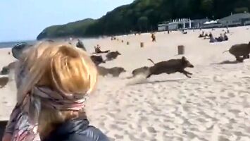 Dziki przejmują plażę w Gdyni