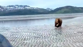 Stalowe cojones  - kiedy na Alasce biegnie na ciebie niedźwiedź
