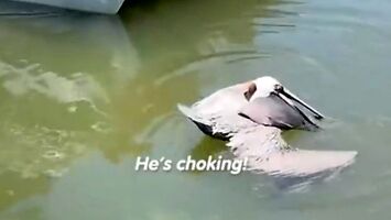 Facet ratuje pelikana, który zadławił się ogromną rybą