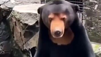W Chinach nawet niedźwiedzie w zoo to podróbka?
