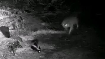 Wilk próbował zaatakować skunksa