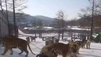 Zabawy tygrysów na lodzie