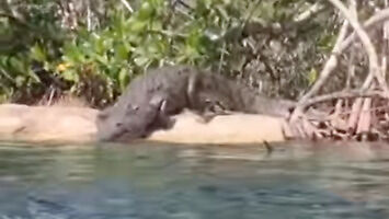 Pływanie na dziko może być niebezpieczne – spotkanie z krokodylem