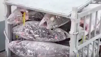 Obróbka zamrożonego tuńczyka w japońskim zakładzie
