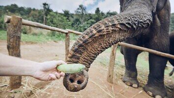 Drażnienie słonia bananami – co może pójść nie tak?