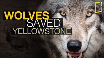 Wilki uratowały park Yellowstone 