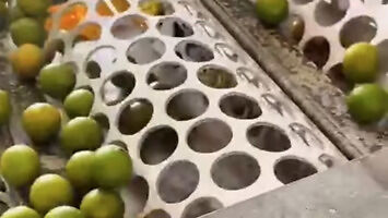 Jak wygląda automatyczne sortowanie limonek?
