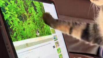 Kot przeglądający Instagrama