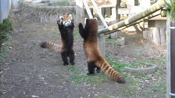 Agresywne pandy czerwone
