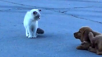 Przebiegły szczeniak udaje, że nie śledzi kotka