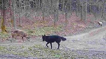 Czarny wilk — sensacyjne nagranie leśników z Warmii