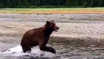 Nie panikujcie, niedźwiedź zaraz sobie pójdzie