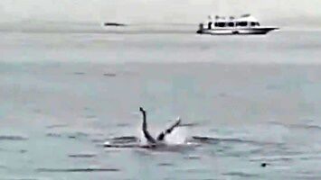 Rekin zaatakował Rosjanina na oczach turystów w Egipcie (+18)