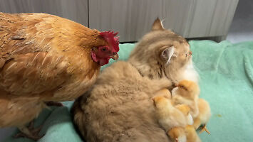 Kot zadziobany przez kurczaki