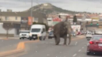 Słoń uciekł z cyrku i wybrał sie na miasto