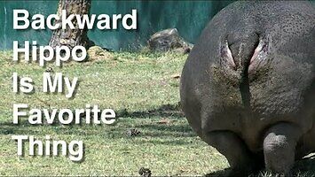 Tyłek hipopotama to jego najfajniejsza część
