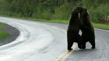 Dwa grizzly napierdzielają się na ulicy