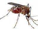 Mosquito1983