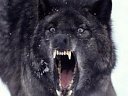 werewolff