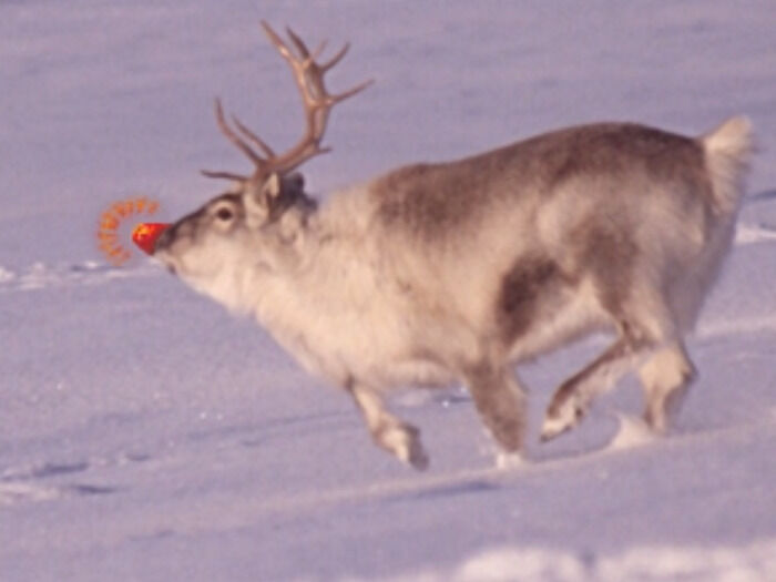 Dlaczego Rudolf, renifer, świecił nosem?