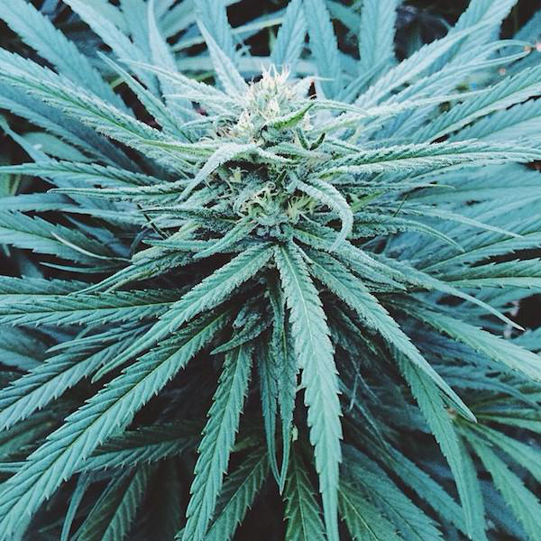 absorbing-facts-about-marijuana-8