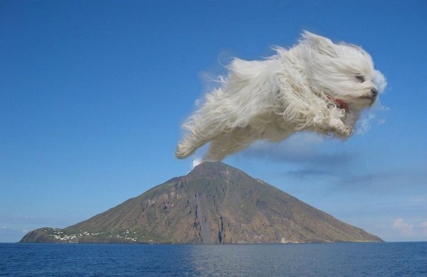 havanese-dog-jumping-bale-hay-photoshop-19