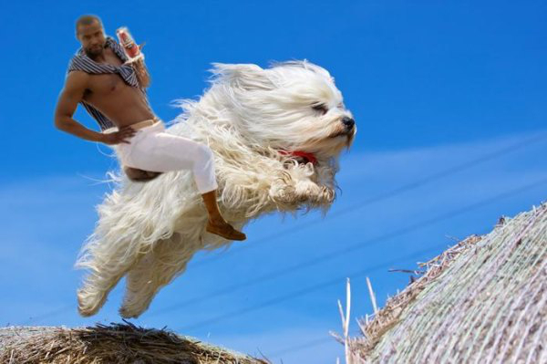 havanese-dog-jumping-bale-hay-photoshop-4