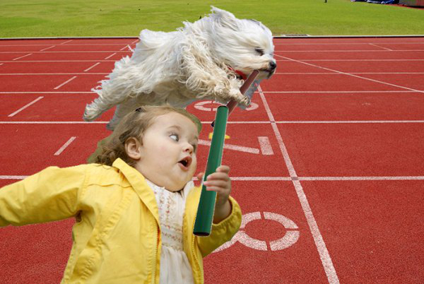 havanese-dog-jumping-bale-hay-photoshop-17