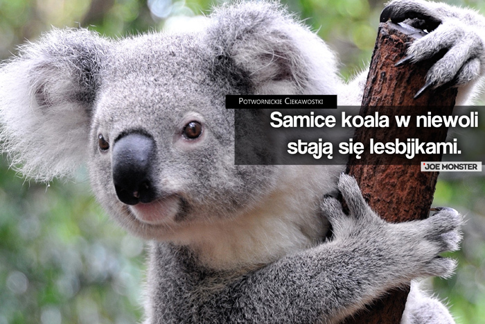 Samice koala w niewoli stają się lesbijkami.