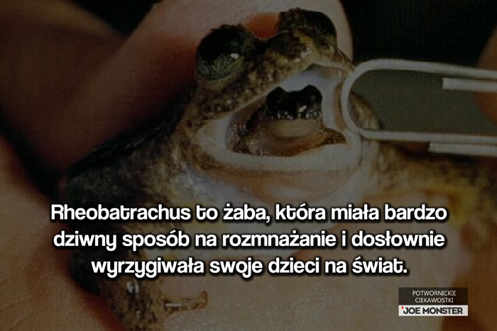 Rheobatrachus to żaba, która miała bardzo dziwny sposób na rozmnażanie i dosłownie wyrzygiwała swoje dzieci na świat.