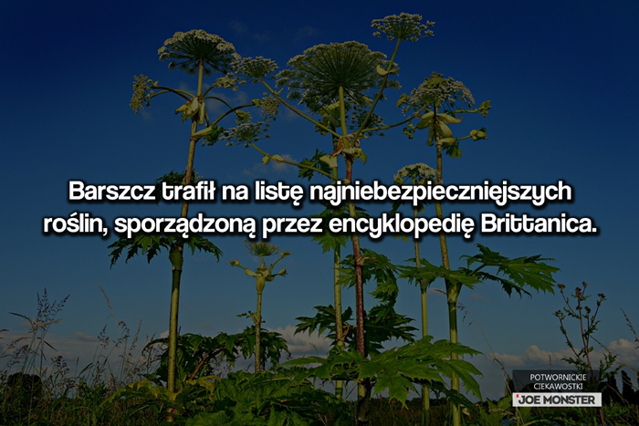 Barszcz trafił na listę najniebezpieczniejszych roślin, sporządzoną przez encyklopedię Brittanica.