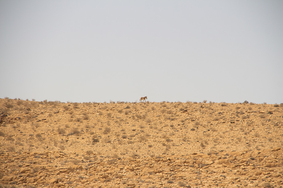 Misja Negew - zdjęcia z pustyni na Joe Monster.org