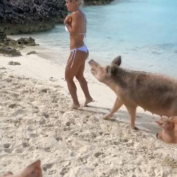 1_Instagram-star-attacked-by-pigs-during-beach-photoshoot.jpg