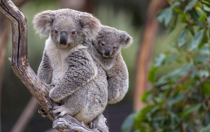 Ciekawostki na temat australijskiego torbacza koala na Joe Monster
